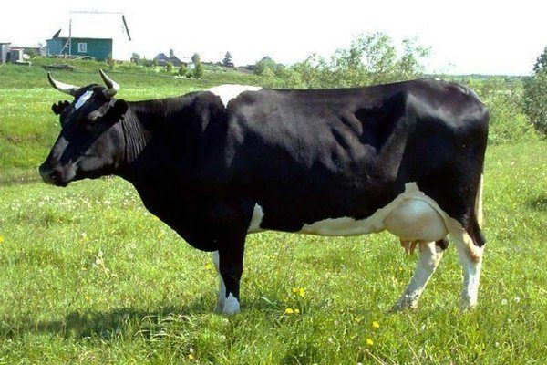 Холмогорская порода коров 
