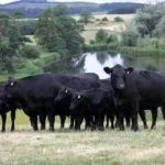 Коровы пасутся