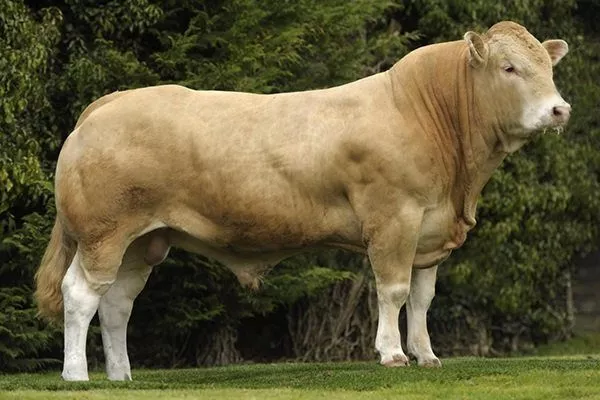 Аквитанский бык