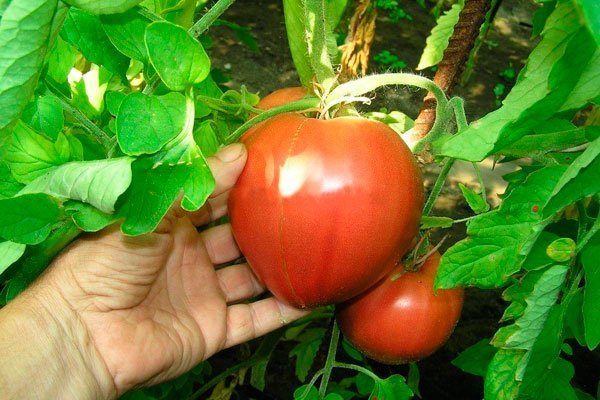 Самые урожайные семена помидор сибирской селекции
