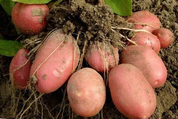 Картошка в мешках: посадка, выращивание, уход, сбор урожая, советы, плюсы иминусы
