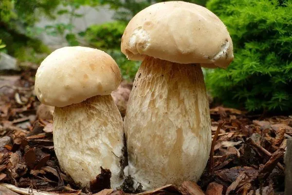 Берёзовый белый гриб