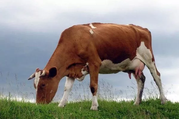 Бестужевская корова