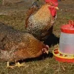 Порода кур билефельдер