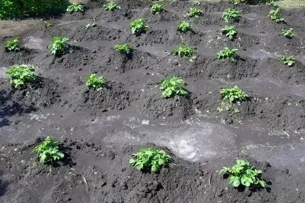 Как сажать картофель под лопату: пошаговая инструкция (подготовка, уход,сбор урожая)