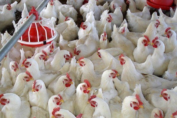 Выращивание цыплят — Птицеводство. Разведение кур -> Выращивание кур