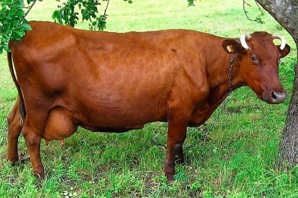 Бурая латвийская корова