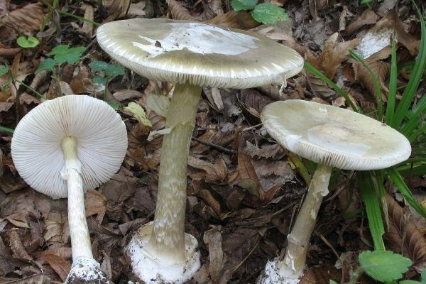 Какие грибы растут в Башкирии: разновидности и места произрастания