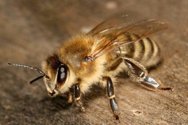 Рабочая пчела фото