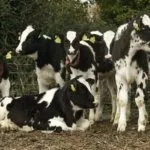 Содержание телят