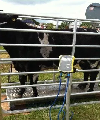 Взвешивание коровы