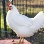 Леггорн Д229