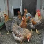 Содержание курей