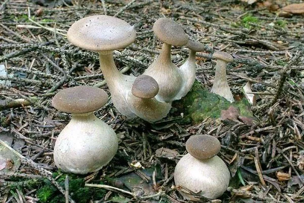 Грибы говорушки: описание, виды, где растут, похожие грибы, польза и вред