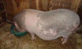 Кормление беременной свиньи