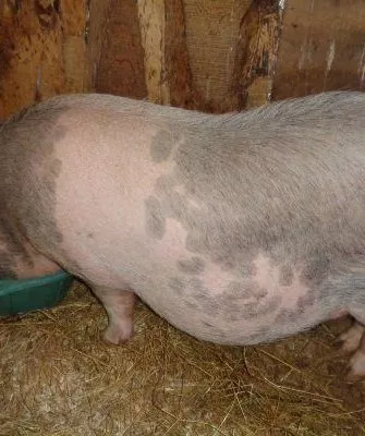 Кормление беременной свиньи