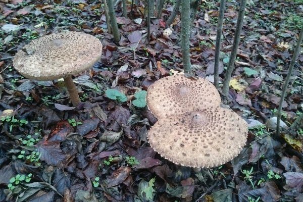 Зонтик обыкновенный гриб фото