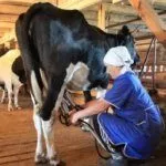 Дойка коровы