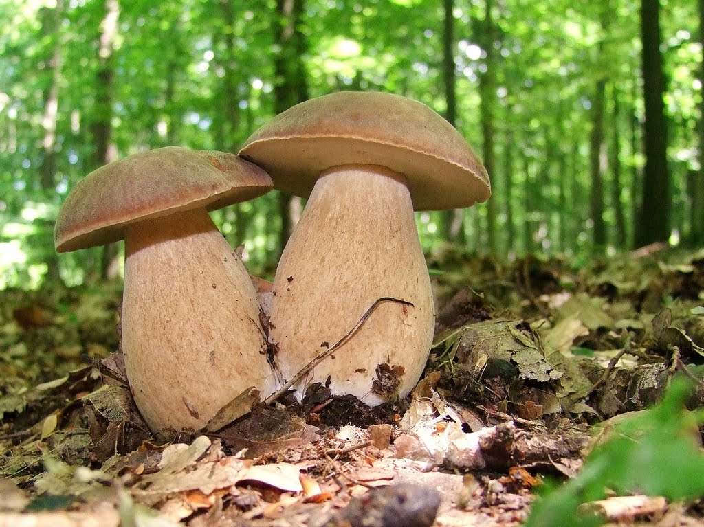 Какое свойство белого гриба