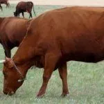 Коровы пасутся