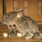 Самец и самка