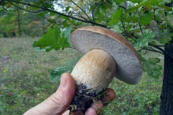 Сорванный белый гриб 