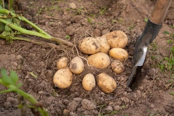 Картофель Гала: описание сорта, фото, выращивание, отзывы