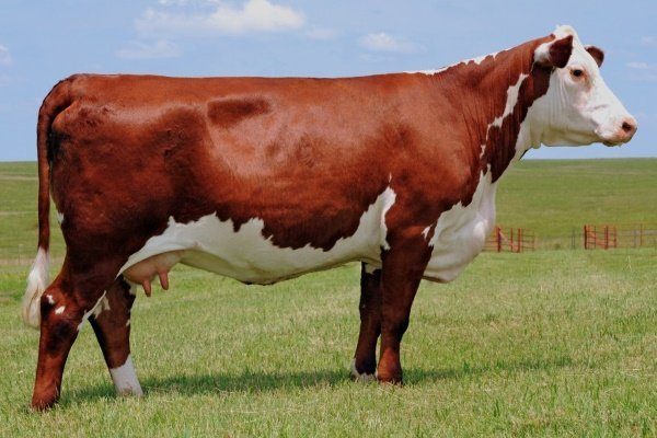 Герефордская корова