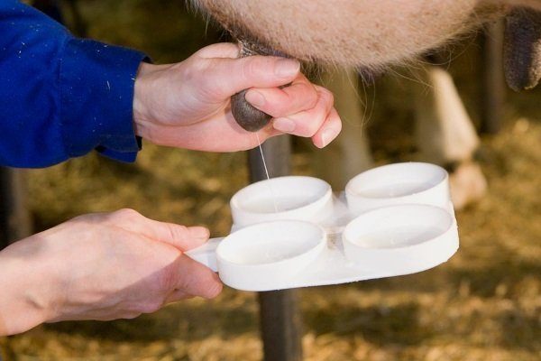 Тестирование на мастит у коровы