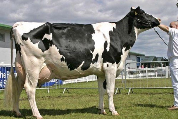 Голштинская корова