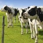 Голштино-фризская порода коров