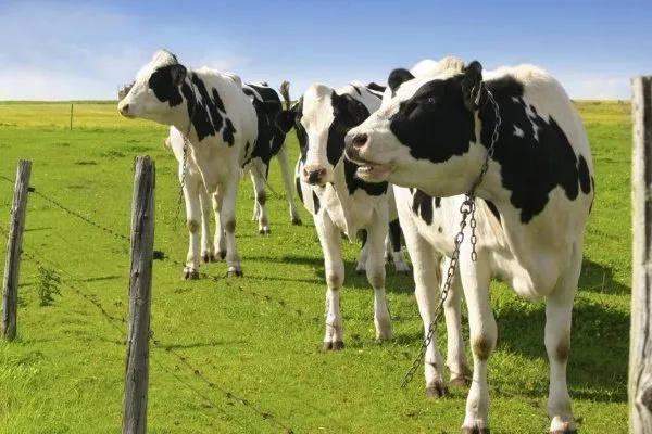 Голштино-фризская порода коров 
