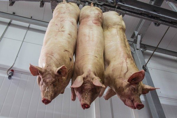 Цьогоріч в Україні реалізували на забій майже на 6% більше свиней — АСУ
