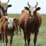 Разведение коров