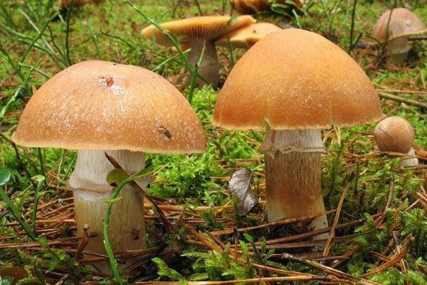 грибы петушки