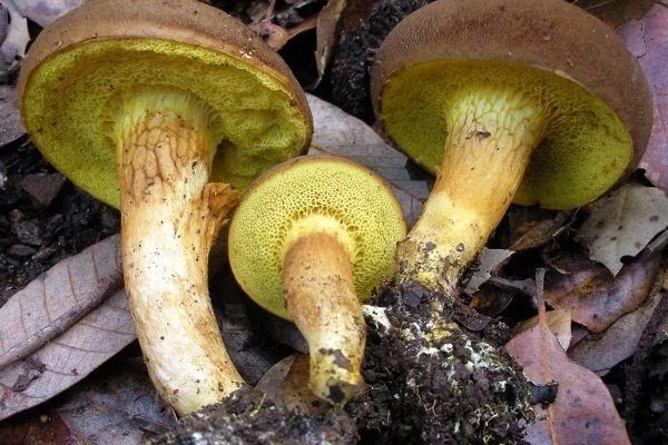 Сорванные грибы