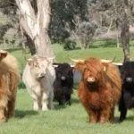 Порода "Хайленды"