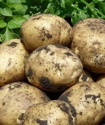 Сорт картофеля Тимо