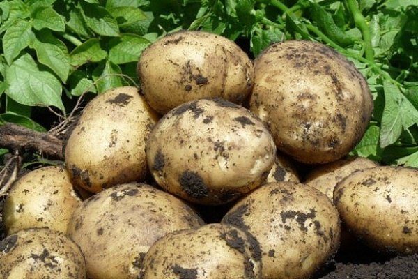 Сорт картофеля Тимо