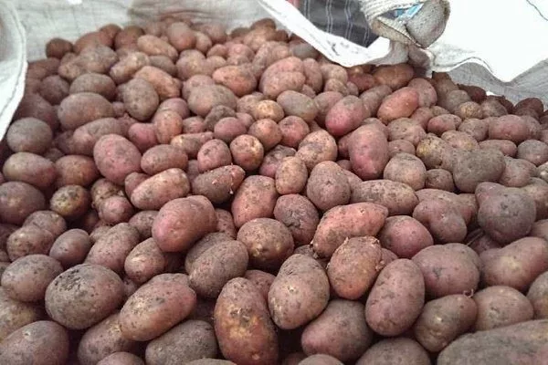 Сорт картофеля Ильинский: описание, фото, выращивание, уход, отзывы