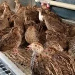 Птичье место