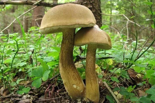 Жёлчный гриб 