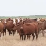 Стадо Калмыцкой породы коров