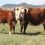 классический герефорд