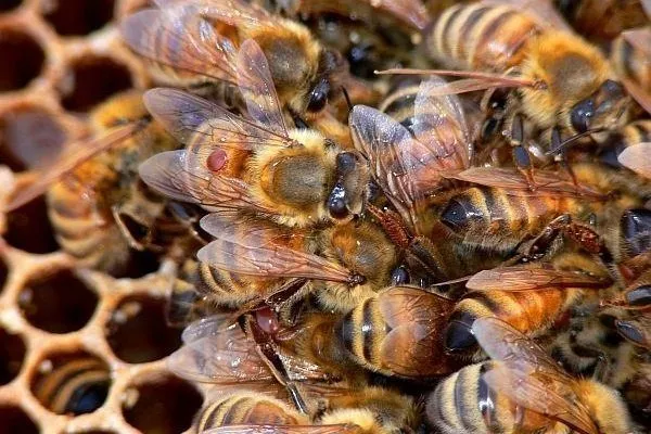 Клещи на пчёлах
