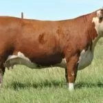 Комолый герефорд