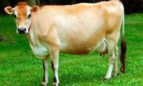 Джерсейская порода коров