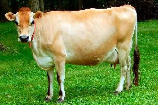 Джерсейская порода коров 