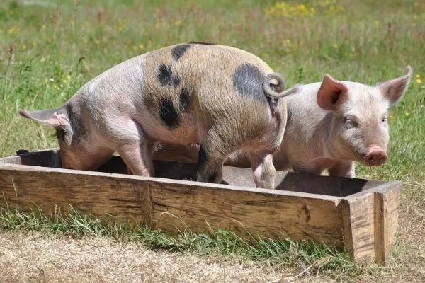 Состав комбикорма для свиней