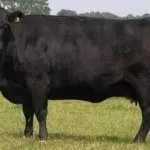 Абердин-ангусская порода коров